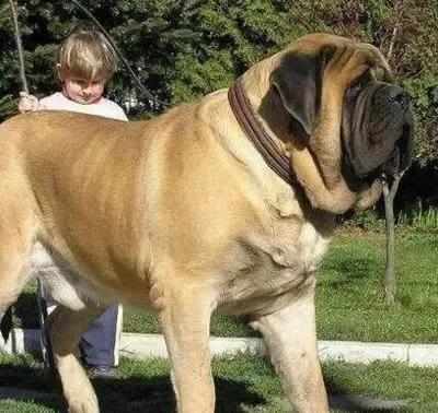 各国猛犬大全，建议收藏