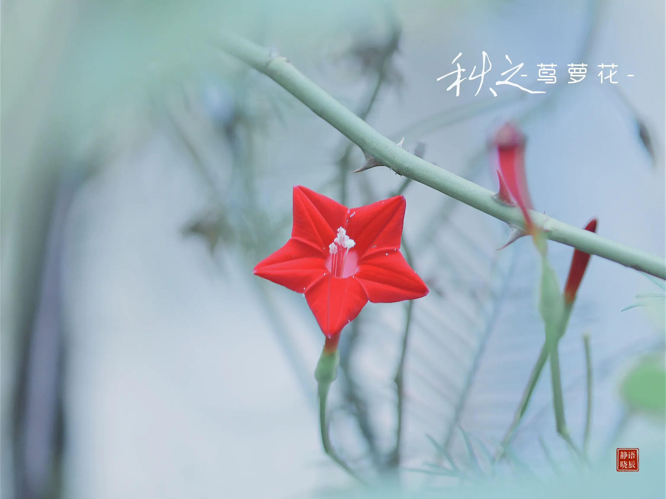 记忆中的那朵花 茑萝花 语辰静晓 Mdeditor 记忆中的那朵花 茑萝花 语辰静晓 Mdeditor
