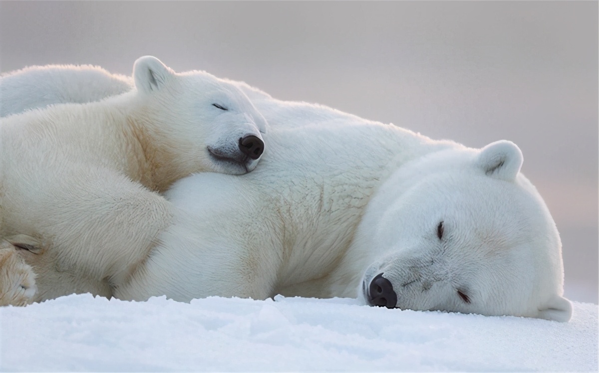 Scientists find polar bears that are skinny as dogs they are heading