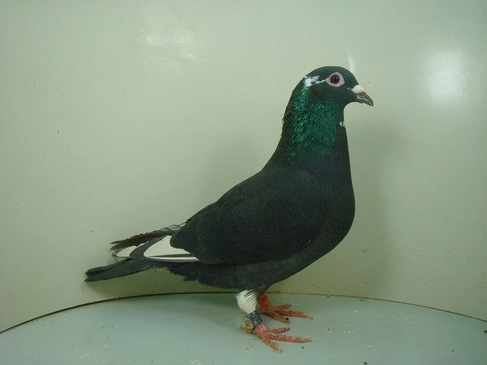 What color are the pigeons afraid of? iMedia