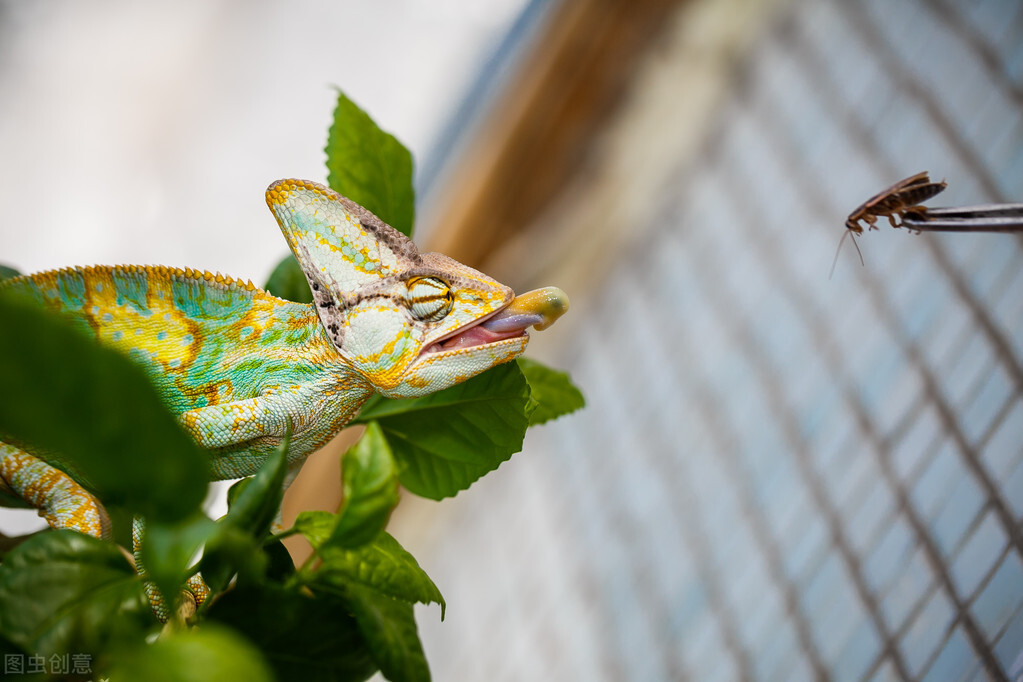 蟑螂入藥你敢吃嗎？蟑螂存在了約3.5億年之久，可以治療癌症？