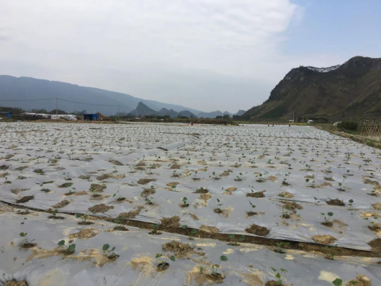 广西上林县：春耕忙 有希望