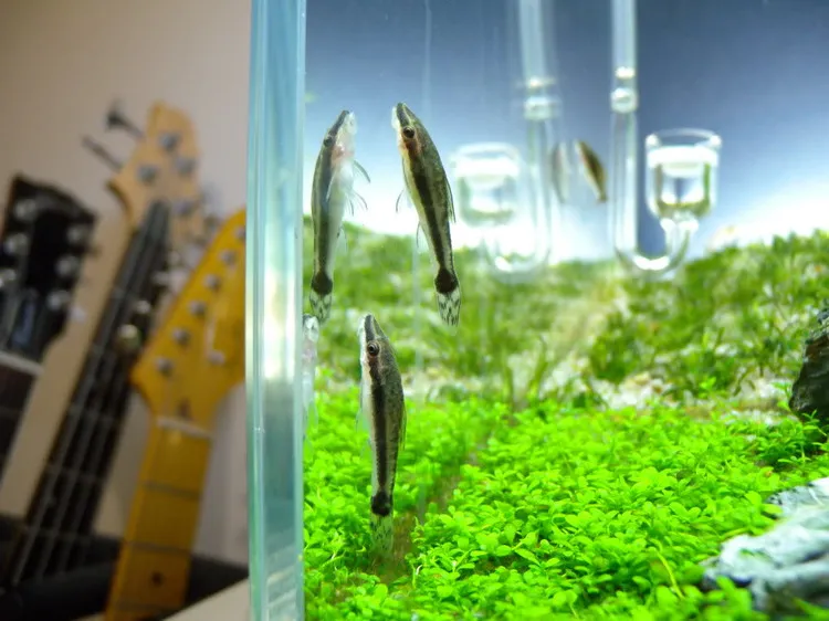 水草造景 45cm青龍石小缸造景過程分享 資訊咖