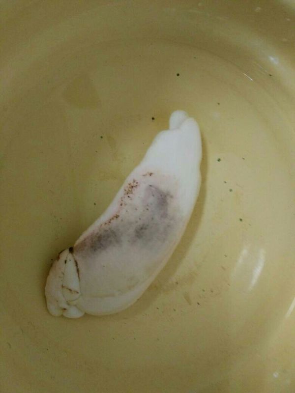 芒果核怎么变成小盆栽，催芽这一步最重要，不然埋土里不生根