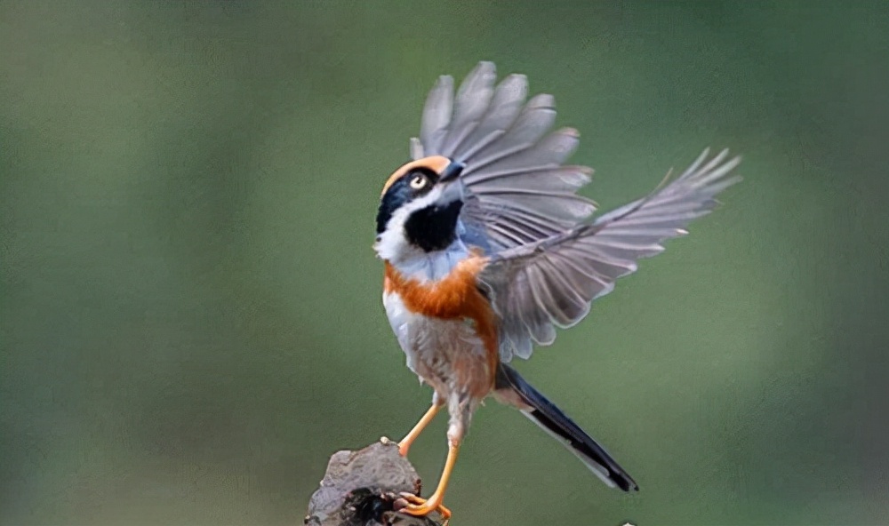 The most evil animal in the worldzombie bird iNEWS