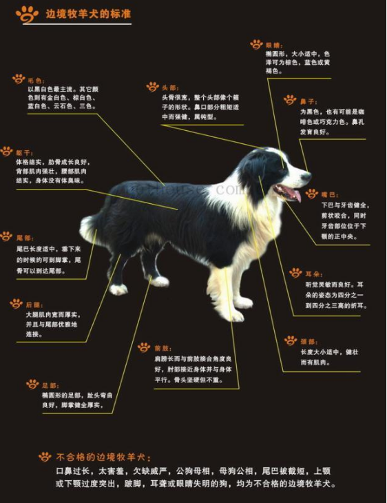 為什麼邊境牧羊犬不能當警犬 原因有這幾點 寵事百科 Mdeditor