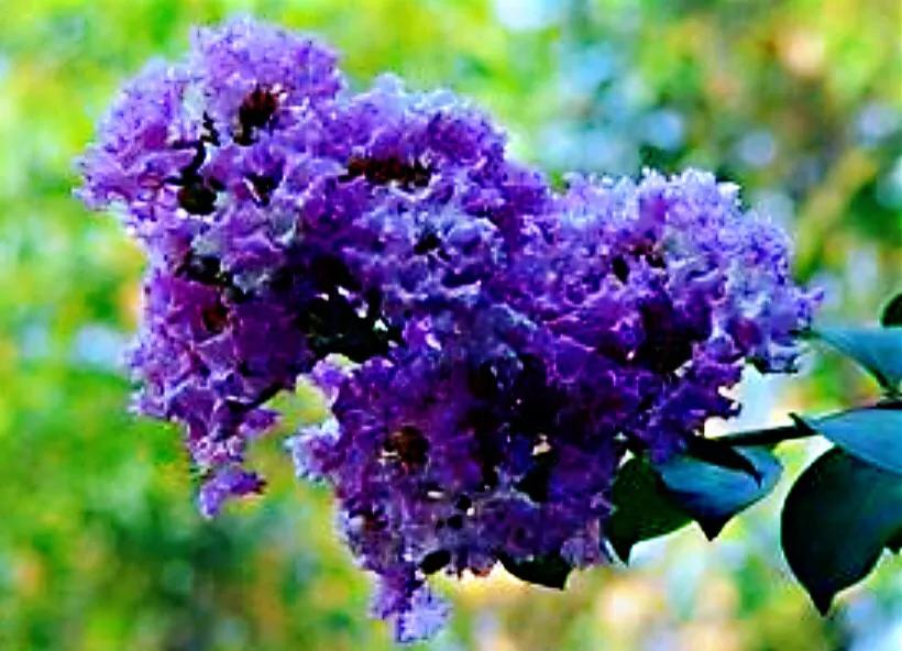 紫薇常見6個品種 翠薇 紫薇 銀薇 赤薇 矮紫薇 天鵝絨紫薇 李彬文 Mdeditor