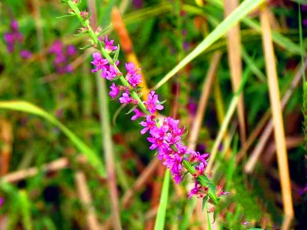 山东旅游：滕州微山湖湿地采风记（图）