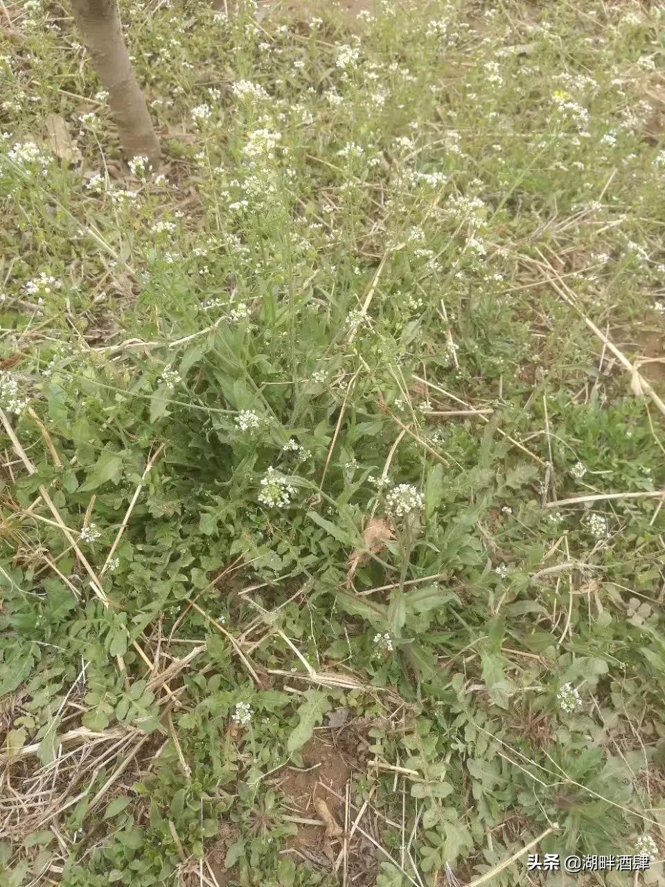 春來薺美忽忘歸 - 頭條匯