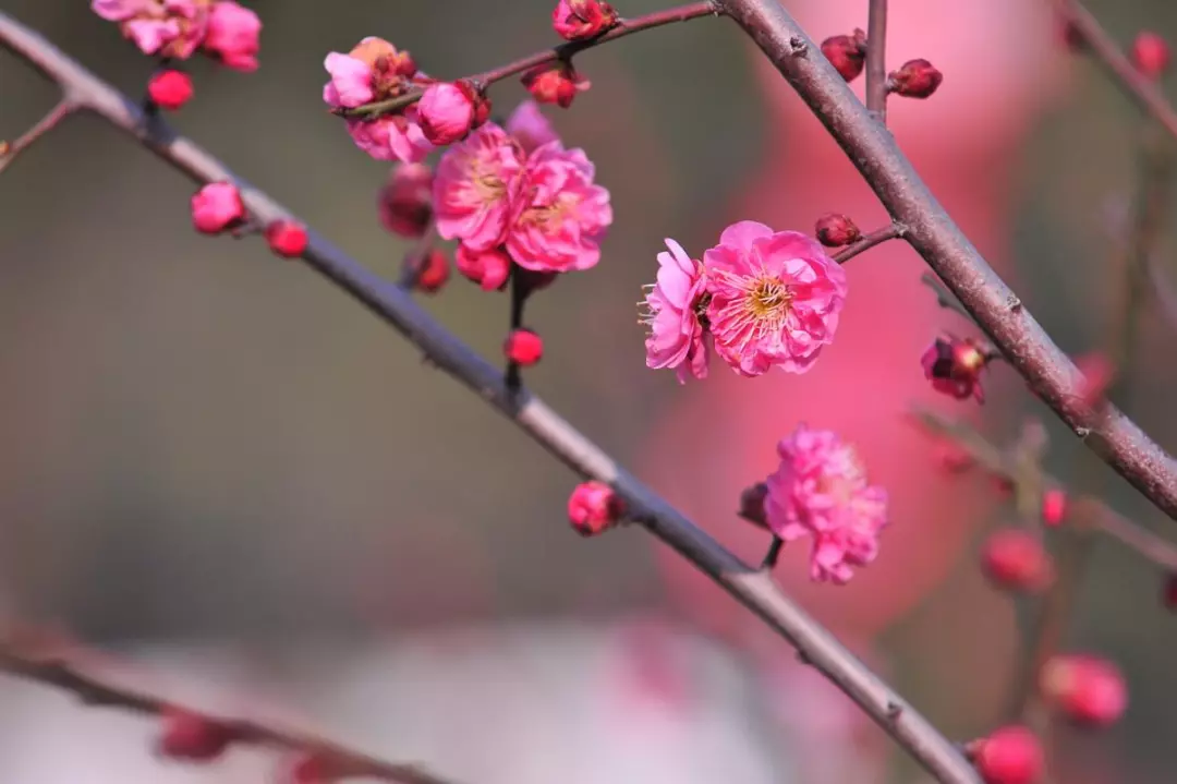 描写梅花的短句都有哪些，感叹梅花之美的9首名诗