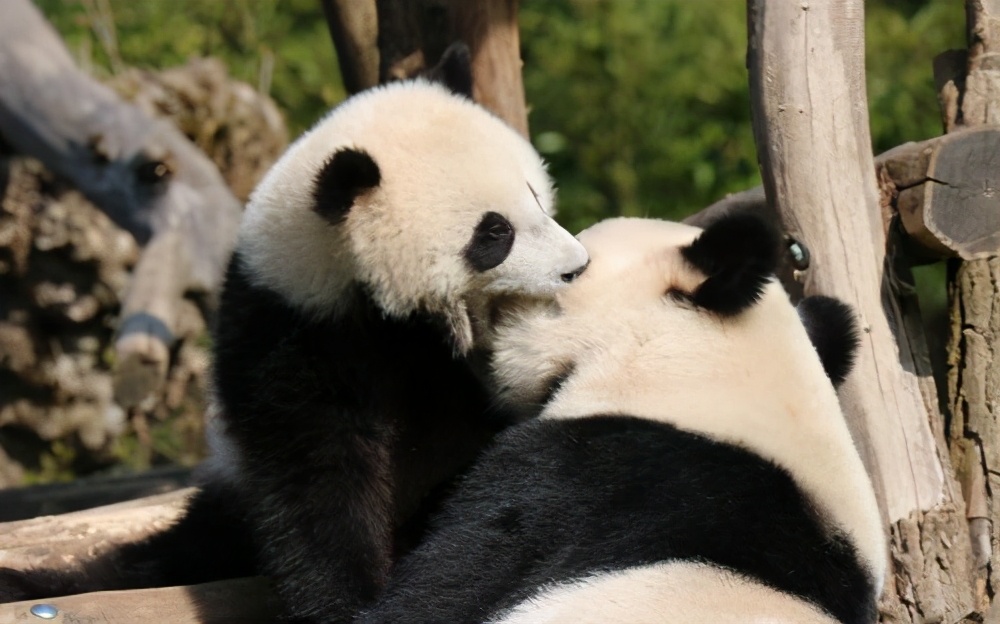 The mating and reproduction of giant pandas increases the strange ...