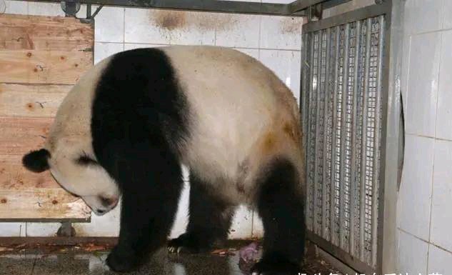 大熊猫叼着东西，跑上来要换奶，饲养员凑近一看：我的祖宗呀
