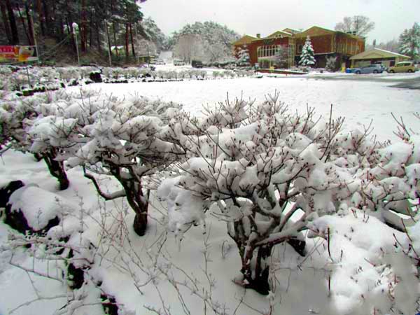 日本琦玉助威北京国安足球队亚冠赛（图）