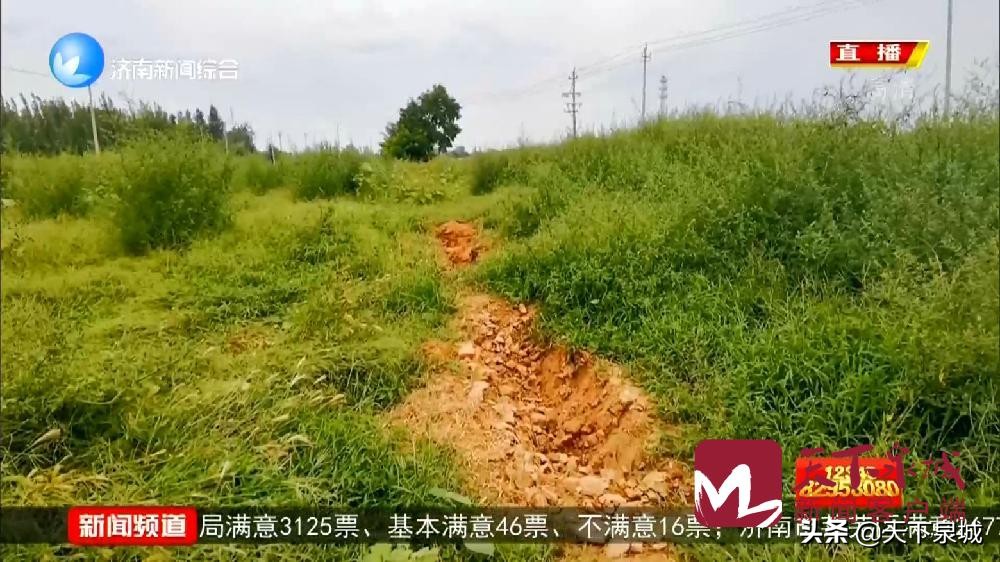 济南济阳区良田长荒草，流转费打水漂 当地干部：“不要多管闲事”