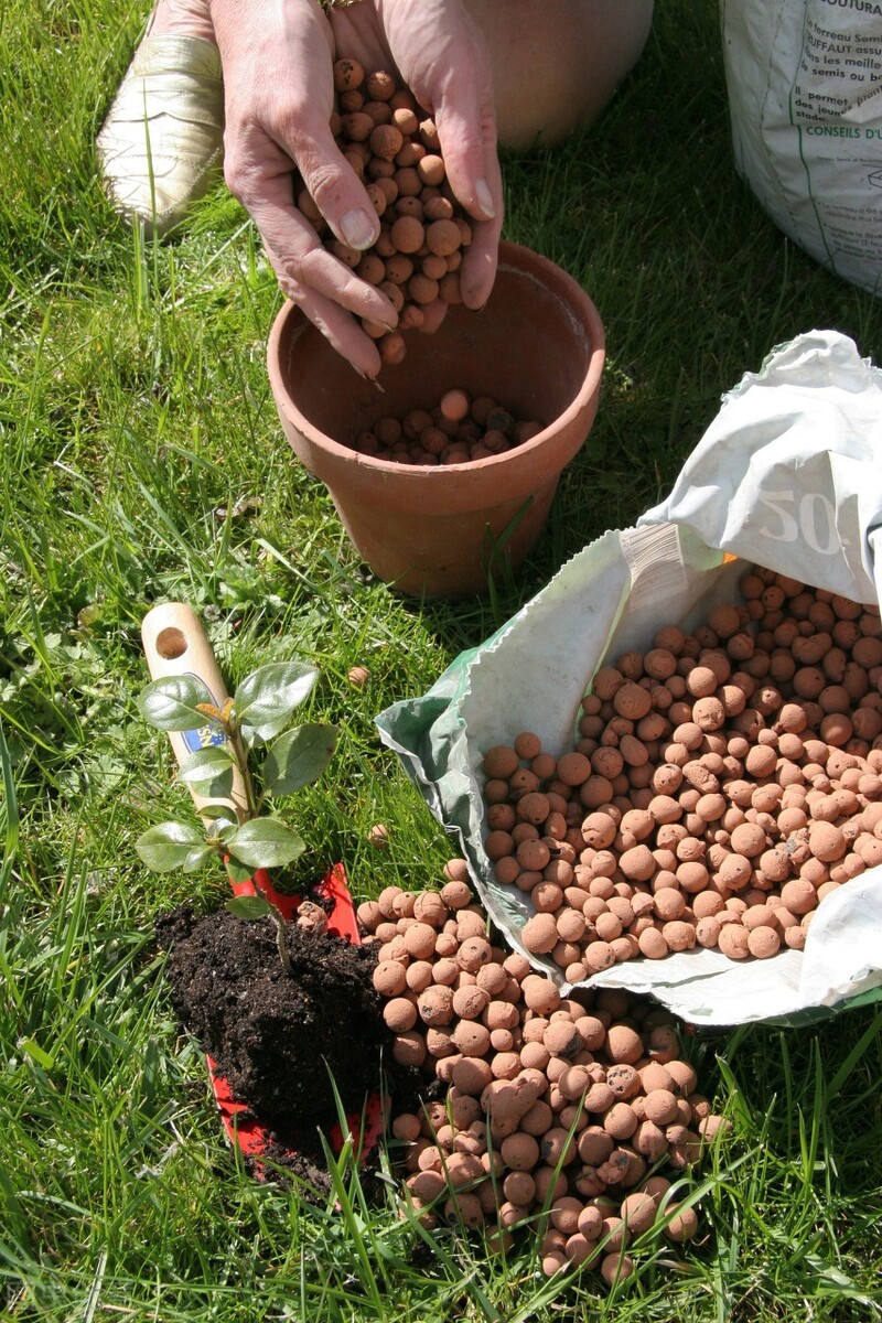 Don't worry about the alkalinity of the potted soil, master three