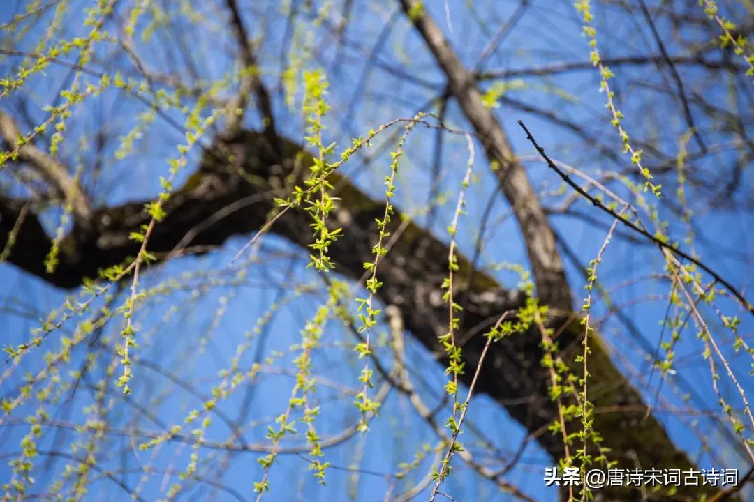 初春，柳梢青-第1张图片-非凡网
