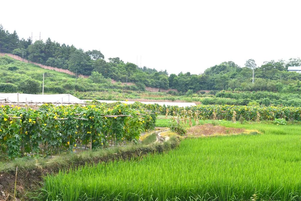 黄秀佳：返乡创业十八载 昔日穷村变景区