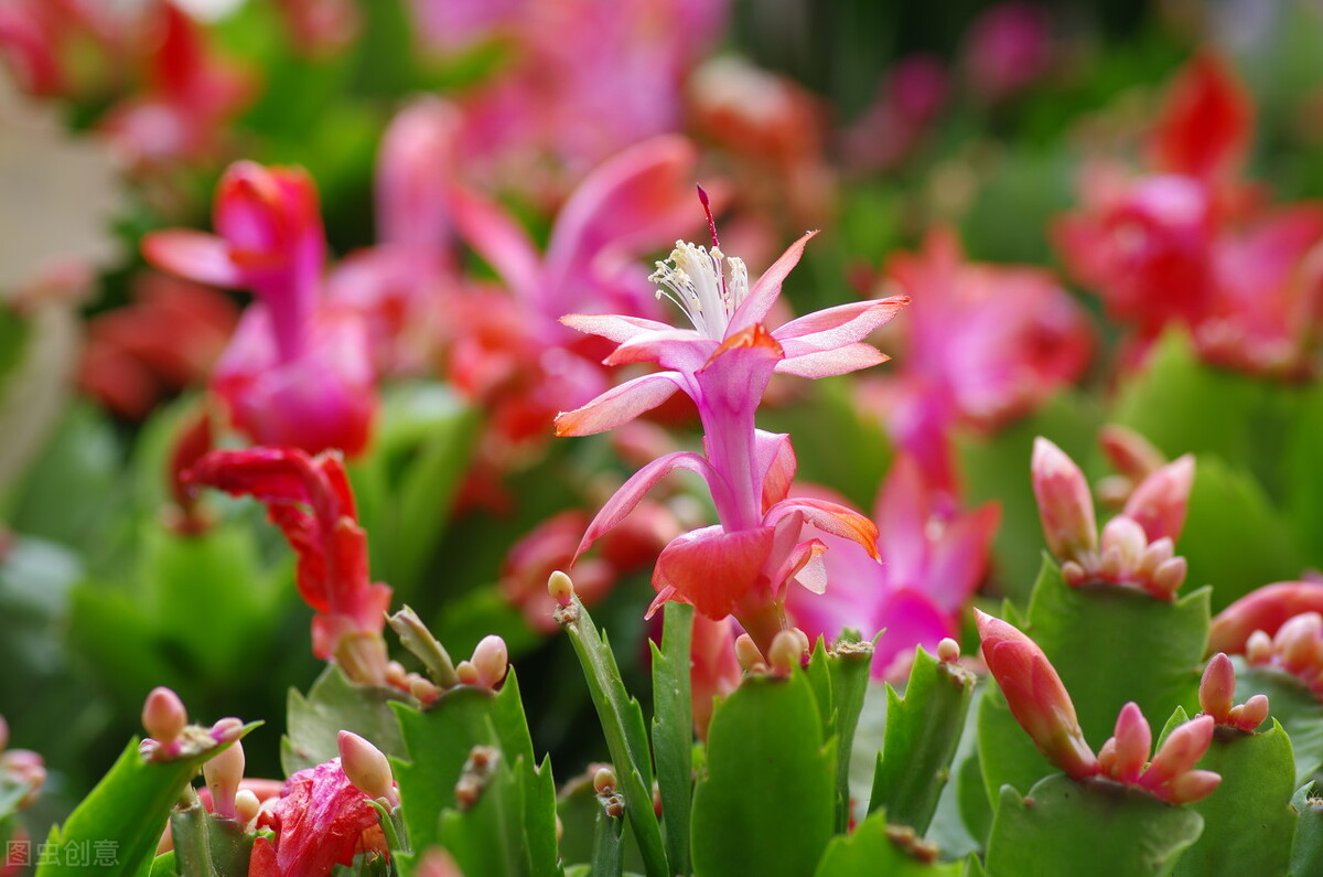 One by one unique crab claw orchid (prose) iNEWS