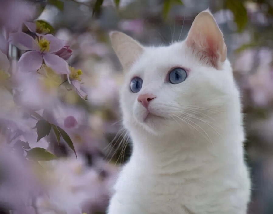 养猫“首选”这7种品种，不仅温顺，还好养