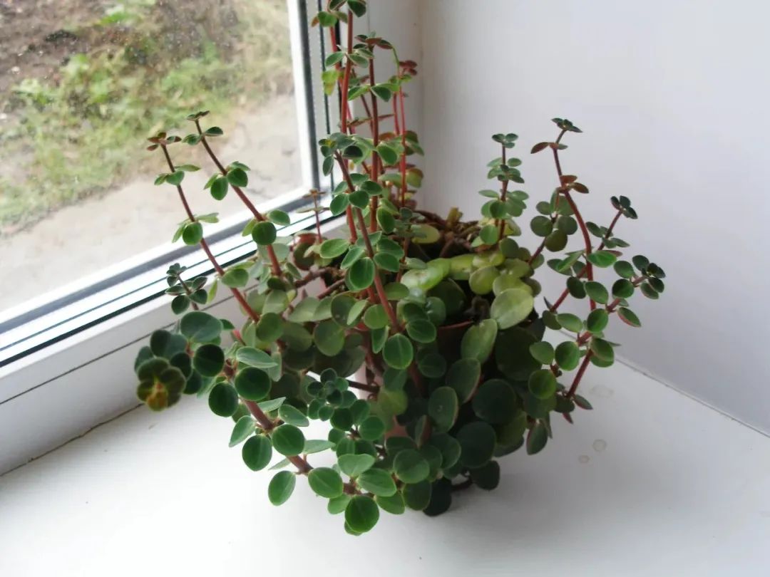 The graygreen cold water flowers with the leaves like small coins are