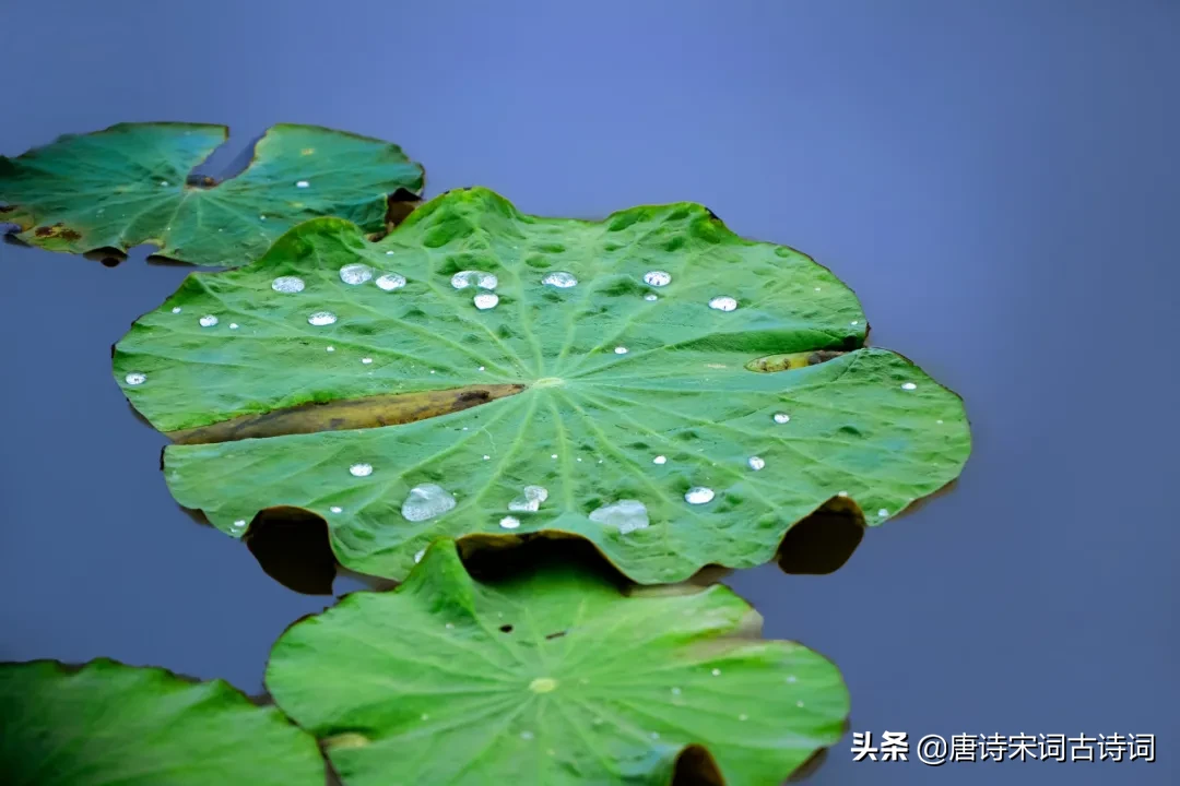 留得枯荷听雨声