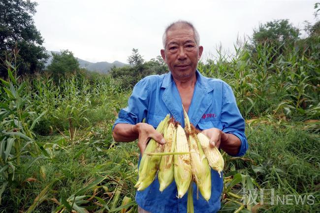 湖北十堰野猪成灾，一年糟蹋粮食数百万斤，村民：“野猪吃玉米就像在自家地里收割一样”