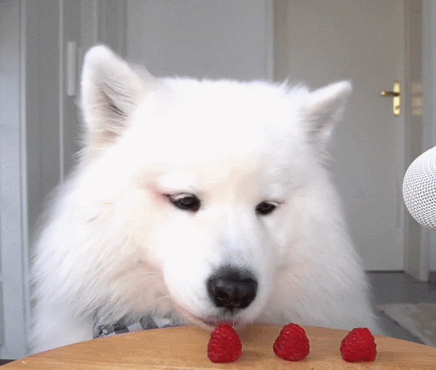 为什么狗狗不爱吃东西？是生病还是挑食，要如何处理？