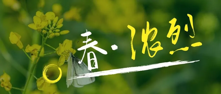 鼓浪屿花景惊艳“上新”,华丽蜕变春日绽放