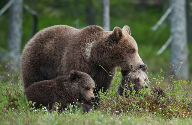 The sorrow and joy of two bears - iNEWS