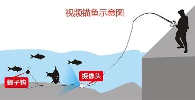 解读新渔政：为啥3种垂钓方式犯法？什么是娱乐性钓鱼？