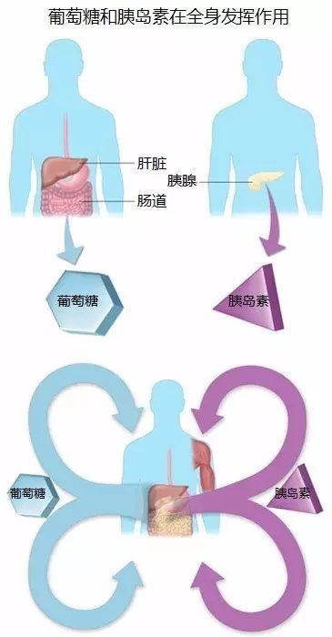 每日说糖：糖尿病是什么？有何常见症状？糖尿病基础知识详解