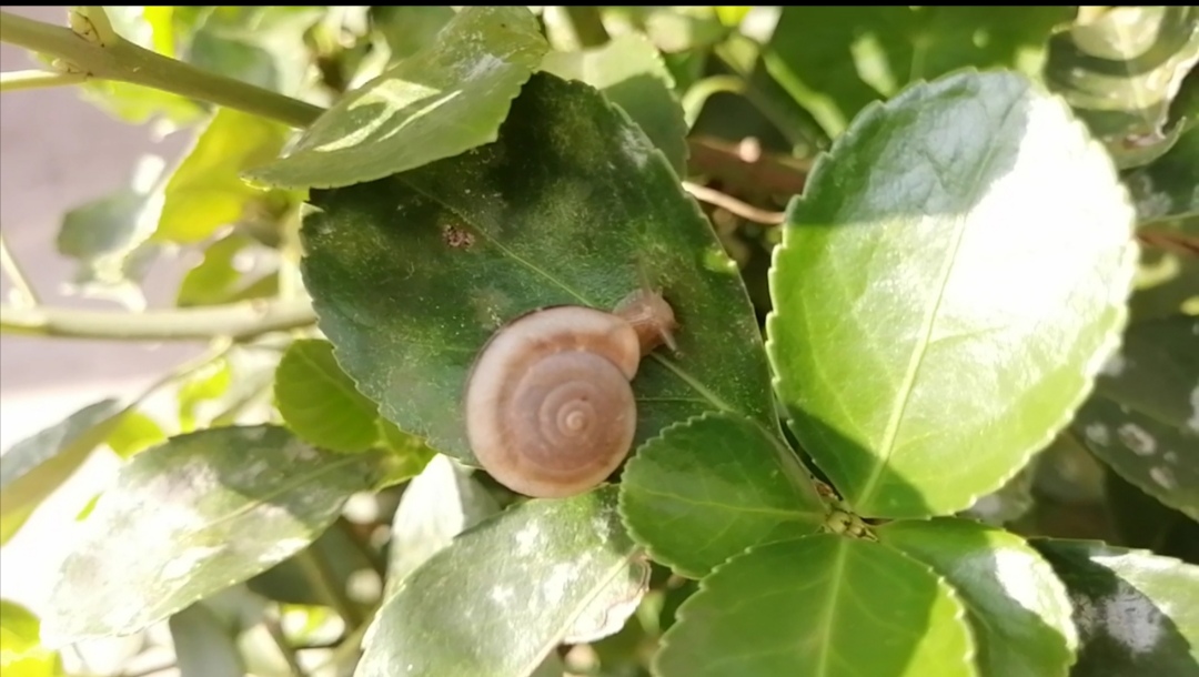 一只蜗牛爬上了干热的水泥墙，把它拿下来放到这里，让它好好生活