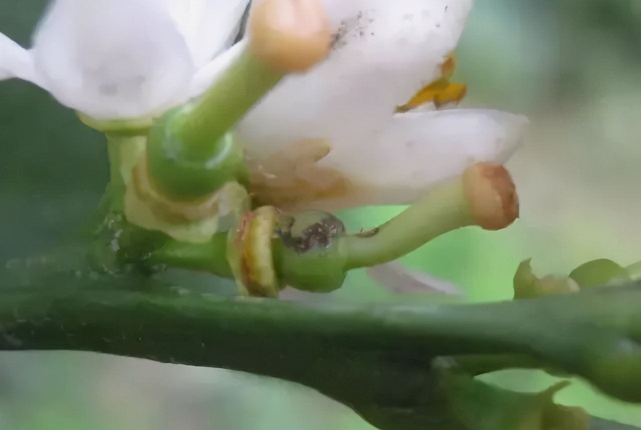 柑橘花期遇雨，一定要防好灰霉病！花皮果多，卖不起价的