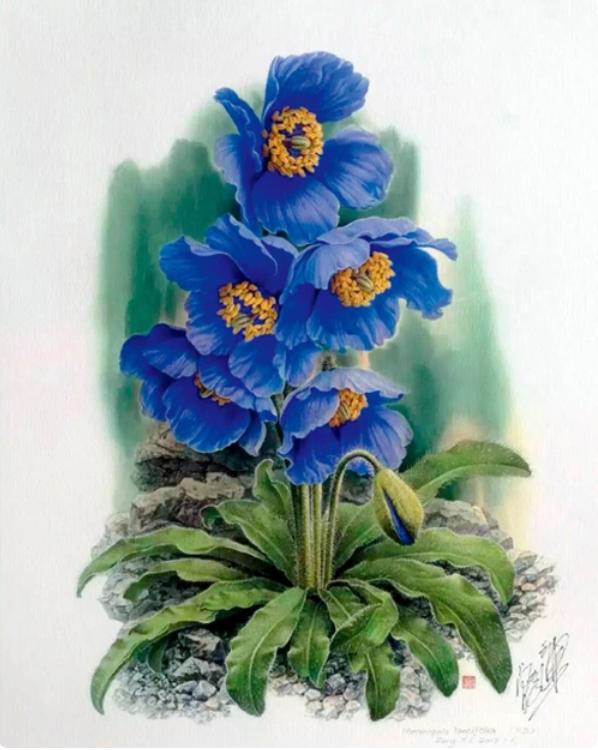 从乌合麒麟新作 岛 中 看清一个民族的真实面目 资讯咖