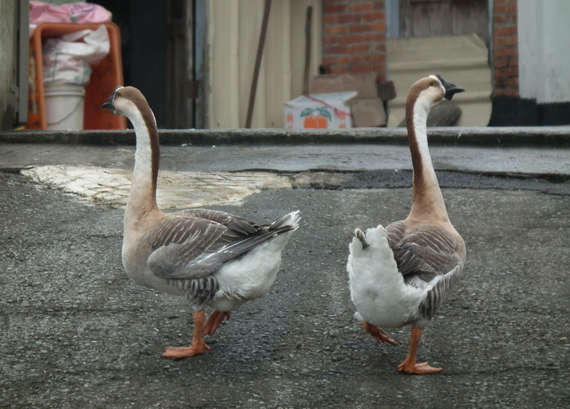 Why do snakes run away where there are geese, can goose dung really