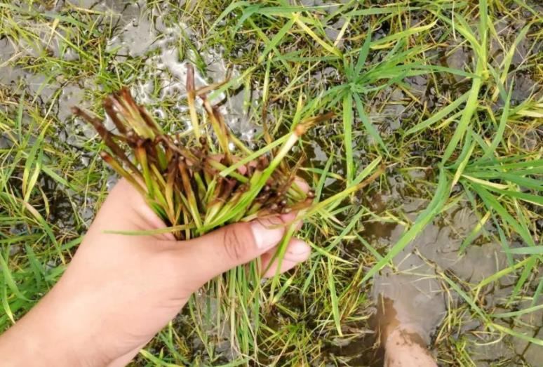 花生上香附子难以防治，花生出苗后可以选择哪些除草剂？