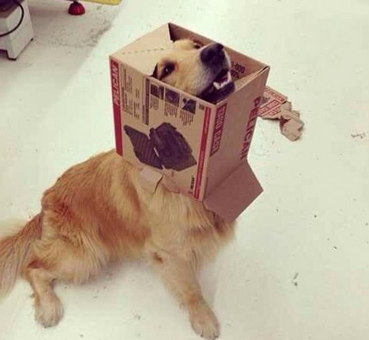 20張狗狗搞笑圖片，趕快給勞資刪了，我不要面子的啊