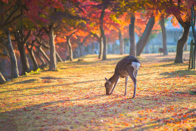 How to play in Japan for the first time?  Raiders play dry goods (with recommended routes in Japan)