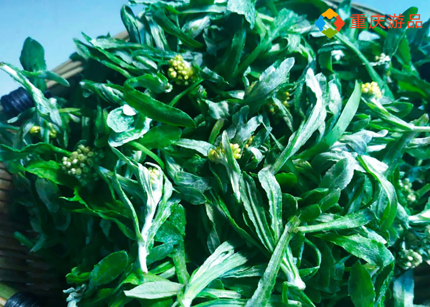 清明粑的正确制作方法：只选4厘米嫩芽，耐心洗净，咸甜口味任选