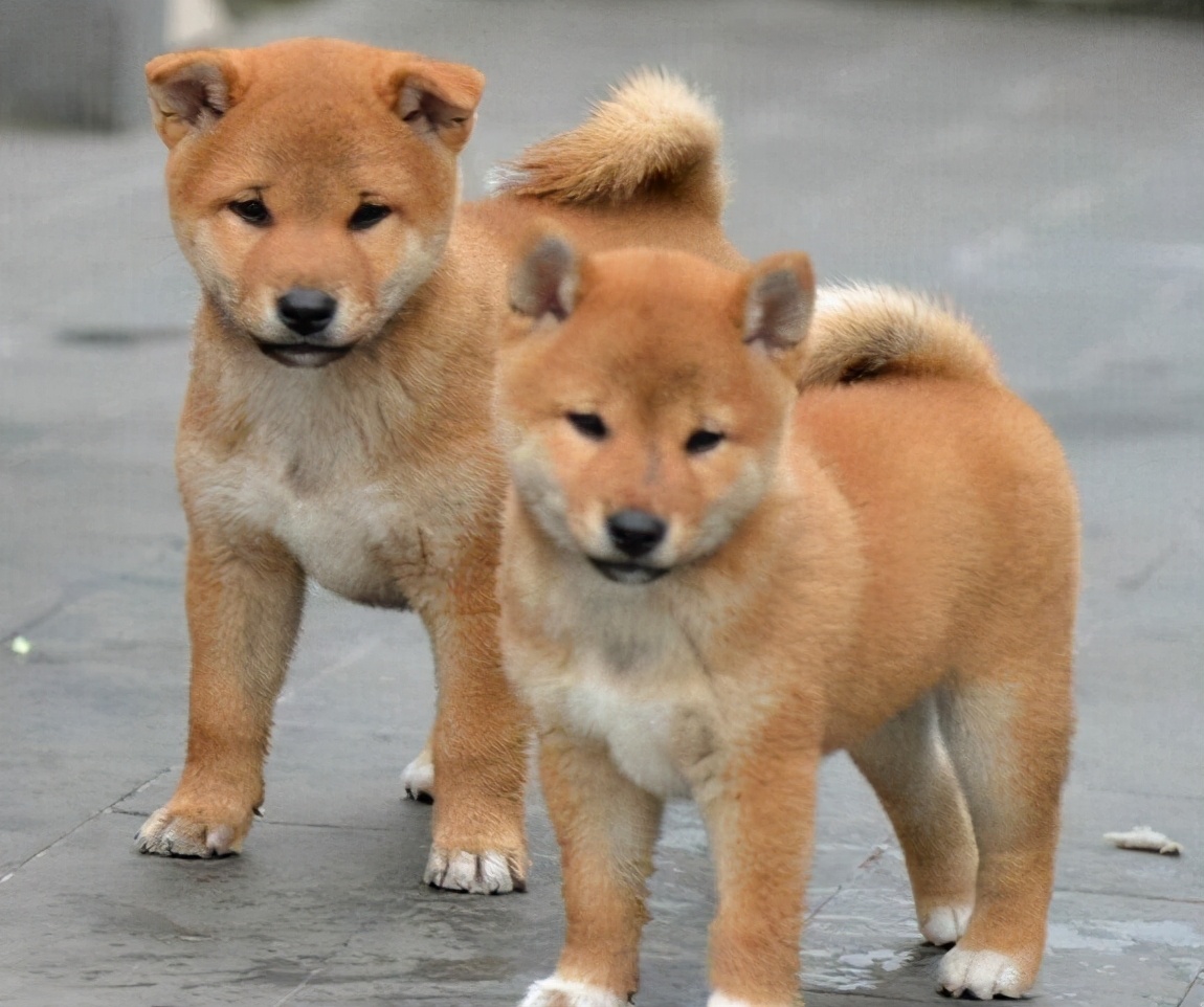 Why is the Chinese Country Dog banned iNEWS