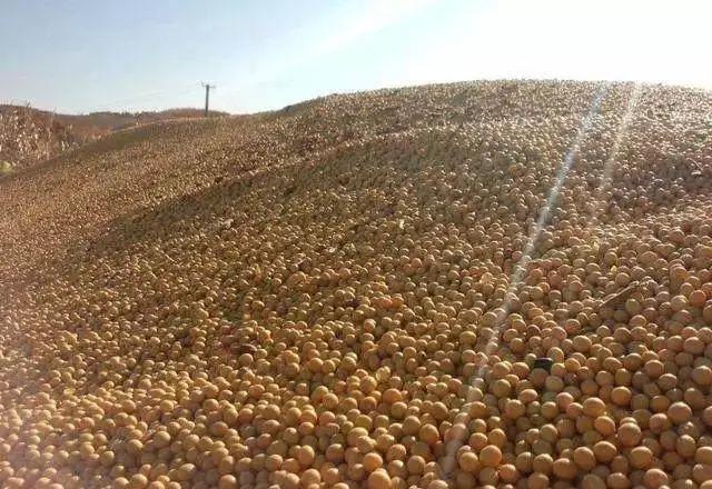 豆价求求你，别再上升了！什么时候是个头