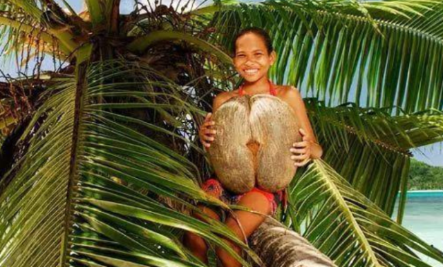 印度洋岛国出产的椰子长相“流氓”, 价格堪比黄金，最后还要限购