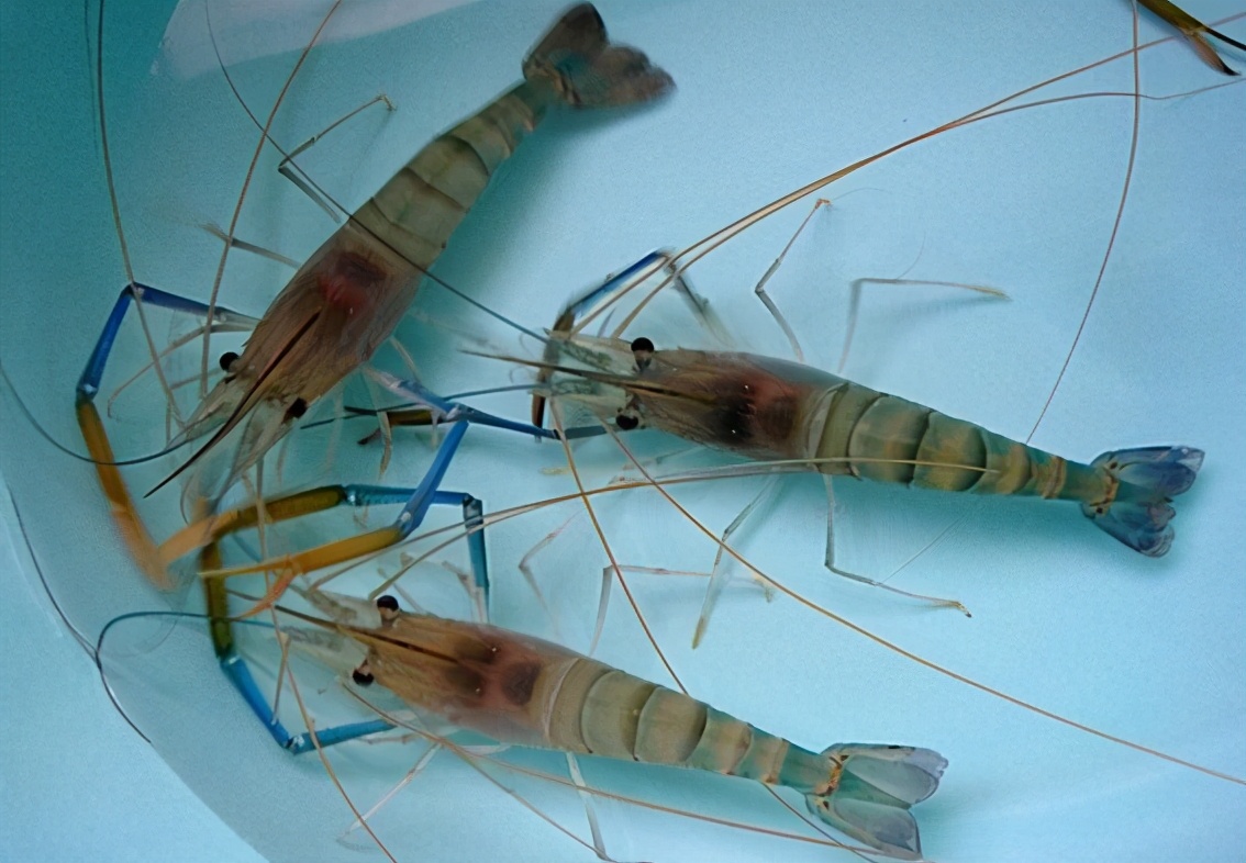 罗氏沼虾繁殖能力极强会是下一个小龙虾