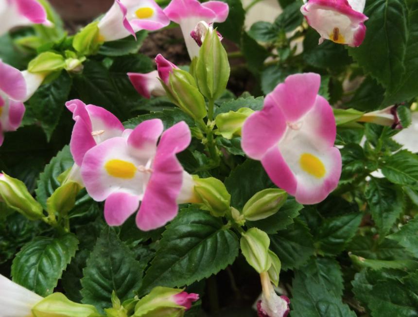 The powerful summer pansy flowers will not die in the summer, the more