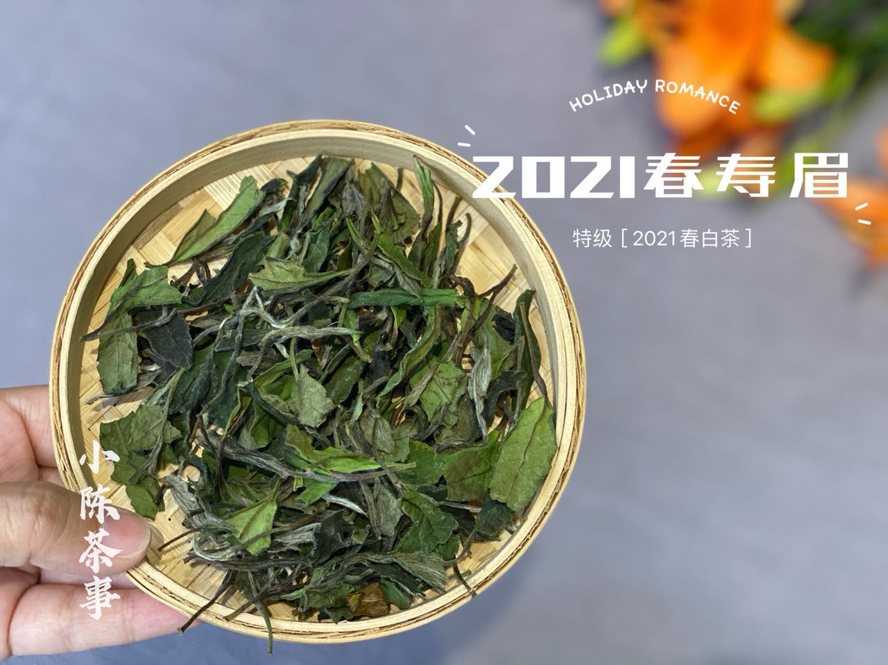 為什么白茶要從壽眉喝起？3個理由，作為入門白茶夠不夠格？
