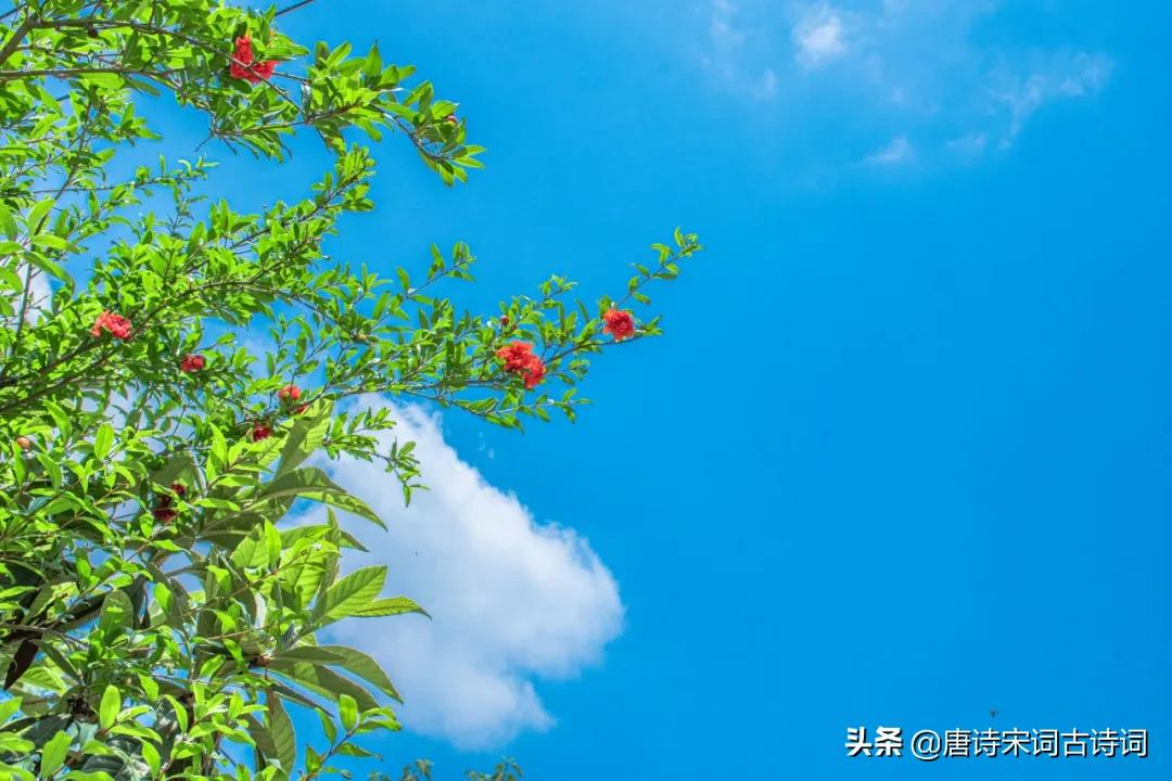 榴花红红映夏日-第4张图片-诗句网