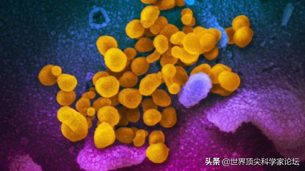 诺奖得主伊格纳罗：新冠克星或许是它