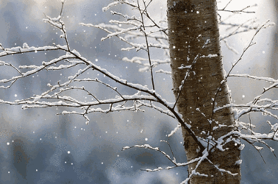 诗词鉴赏-一片雪花落在手，十首听雪诗词，感受古人诗意的冬天-第15张图片-诗句网