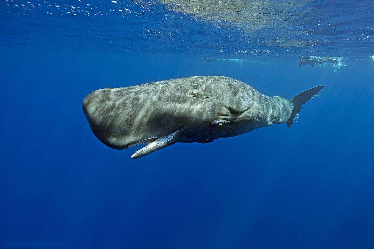 鲸鱼粑粑排泄量巨大，为何价值超200万美元？真的不是因为龙涎香