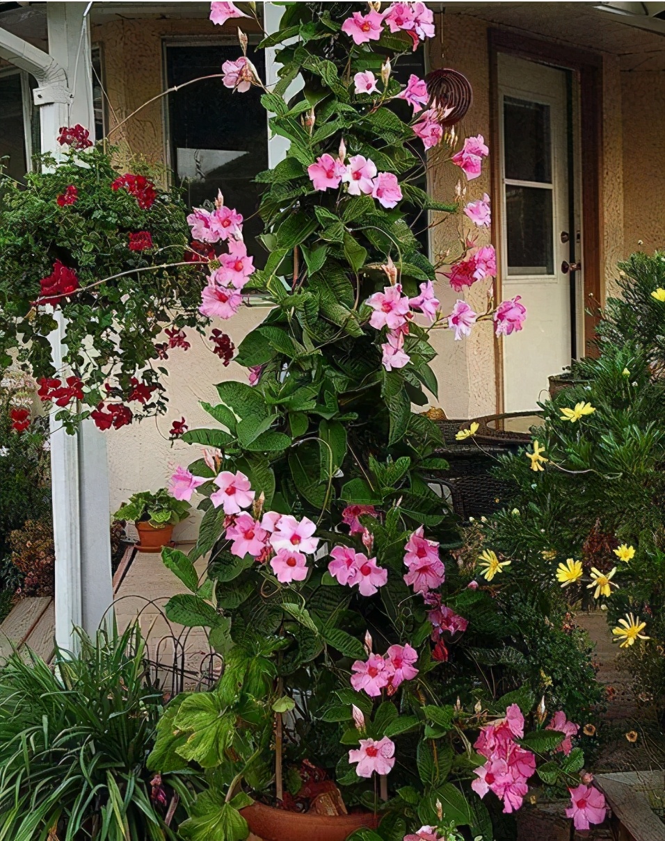 此花真神奇 1对叶6朵花 室内室外都能栽 一棵开成 小花海 Mp头条